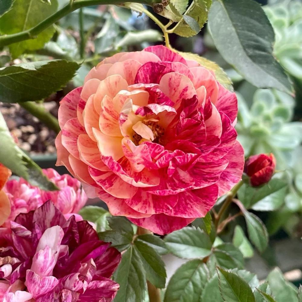 Juicy Plum Rose Plant – Lush Blooms for Your Beautiful Garden – Rose ...