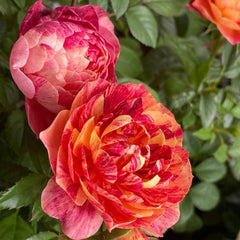 Juicy Plum Rose Plant – Lush Blooms for Your Beautiful Garden