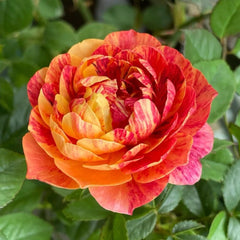 Juicy Plum Rose Plant – Lush Blooms for Your Beautiful Garden