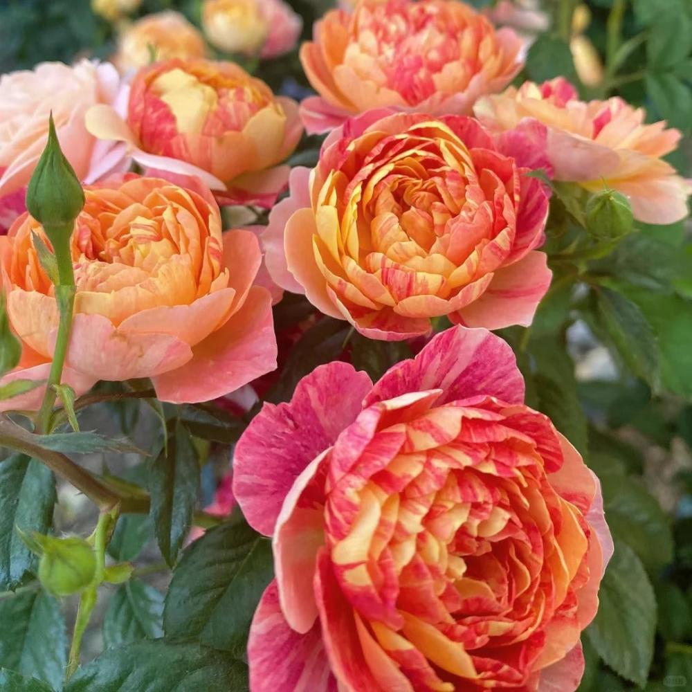 Juicy Plum Rose Plant – Lush Blooms for Your Beautiful Garden – Rose ...