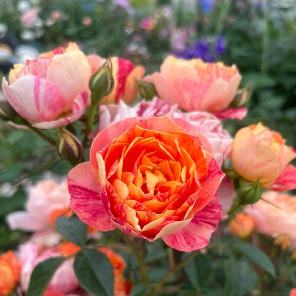 Juicy Plum Rose Plant – Lush Blooms for Your Beautiful Garden – Rose ...