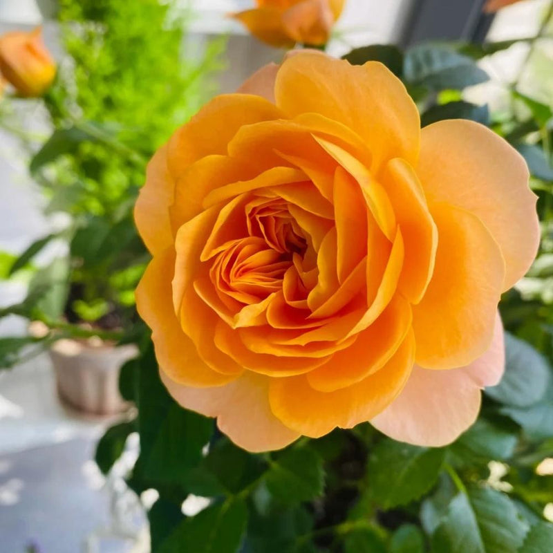 Juicy Terrazza Rose Plant – Gorgeous Blooms for Your Garden