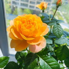 Juicy Terrazza Rose Plant – Gorgeous Blooms for Your Garden