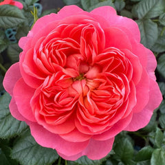 Blood Orange Juicy Terrazza Rose Plant - Brighten Your Garden