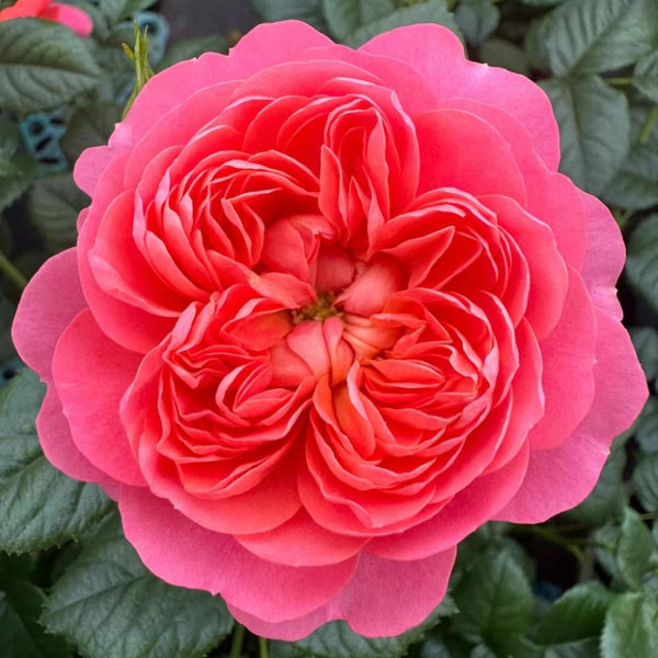 Blood Orange Juicy Terrazza Rose Plant - Brighten Your Garden – Rose ...