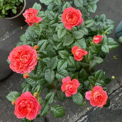 Blood Orange Juicy Terrazza Rose Plant - Brighten Your Garden