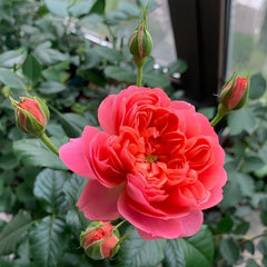 Blood Orange Juicy Terrazza Rose Plant - Brighten Your Garden