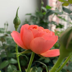 Blood Orange Juicy Terrazza Rose Plant - Brighten Your Garden