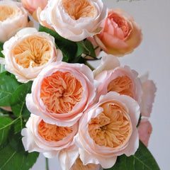 Juliet Cut Rose: Timeless Elegance in Bloom