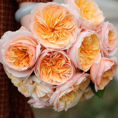 Juliet Cut Rose: Timeless Elegance in Bloom