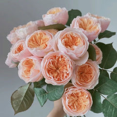 Juliet Cut Rose: Timeless Elegance in Bloom