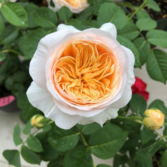 Juliet Rose cut flowers in vase with long-lasting apricot peach blooms