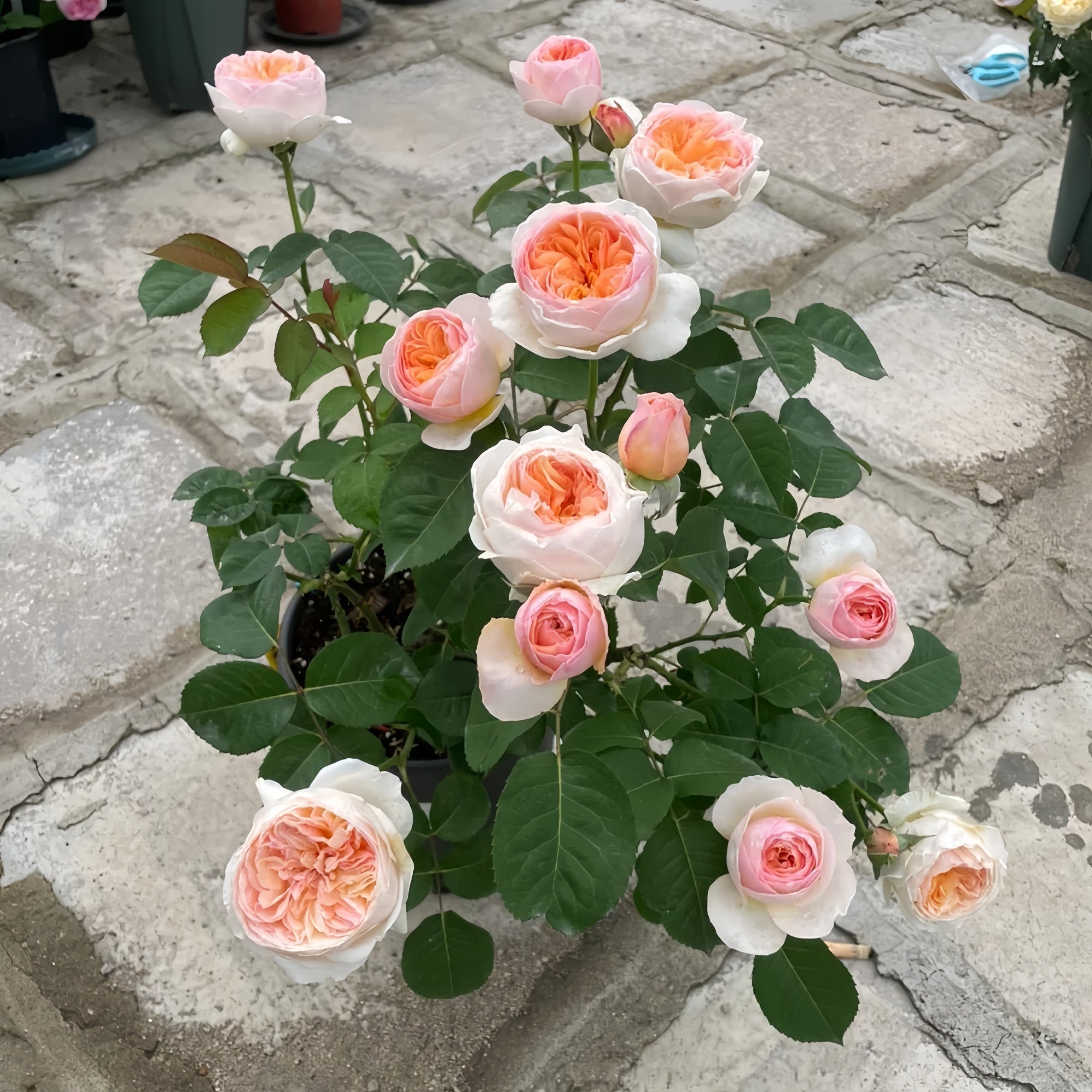 juliet rose seeds Looking for a Free, Elegant Juliet Rose? Get Yours Now! – Rose_Explosion