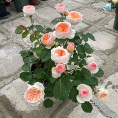 Buy Juliet Rose Plant – David Austin’s Peach Garden Rose | Fast Shipping