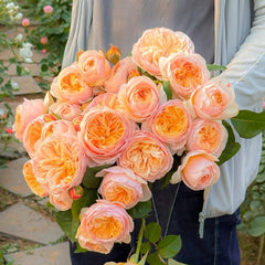 Juliet Rose Live Plant with Apricot-Peach Blooms
