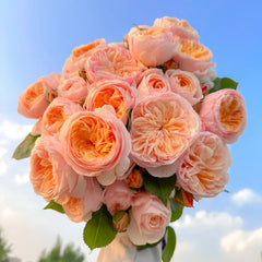 Juliet Rose Live Plant with Apricot-Peach Blooms