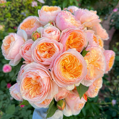 Juliet Rose Plant for Sale|2-Year-Old Live Rose| Fast Shipping