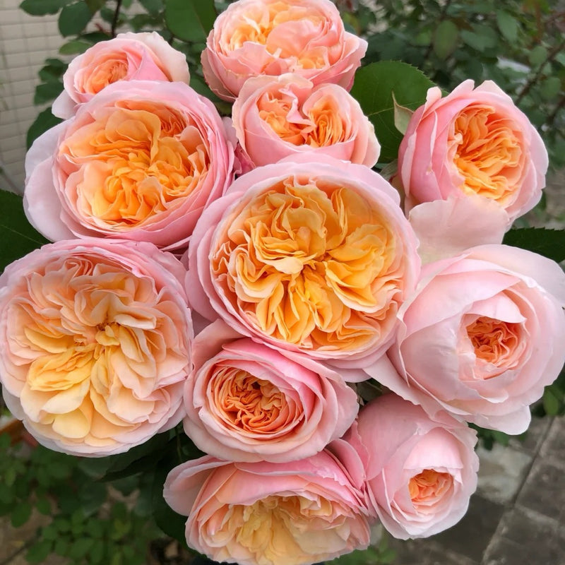 Juliet Rose Plant