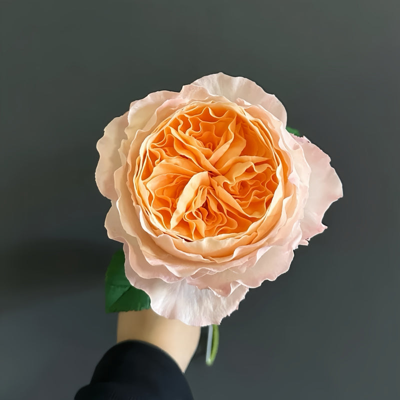 Moab Rose: Desert-Inspired Brown-Cream Rose | Rosaprima® – Rose_Explosion