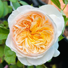 Juliet Cut Rose: Timeless Elegance in Bloom