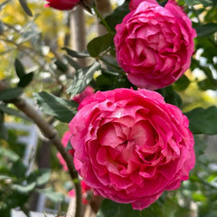 Julieta Cerise Rose