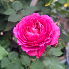 Julieta Cerise Rose