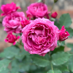 Julieta Cerise Rose