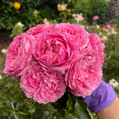 Julieta Cerise Rose