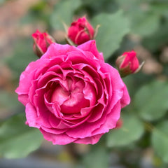 Julieta Cerise Rose