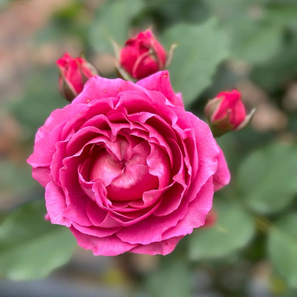 Julieta Cerise Rose