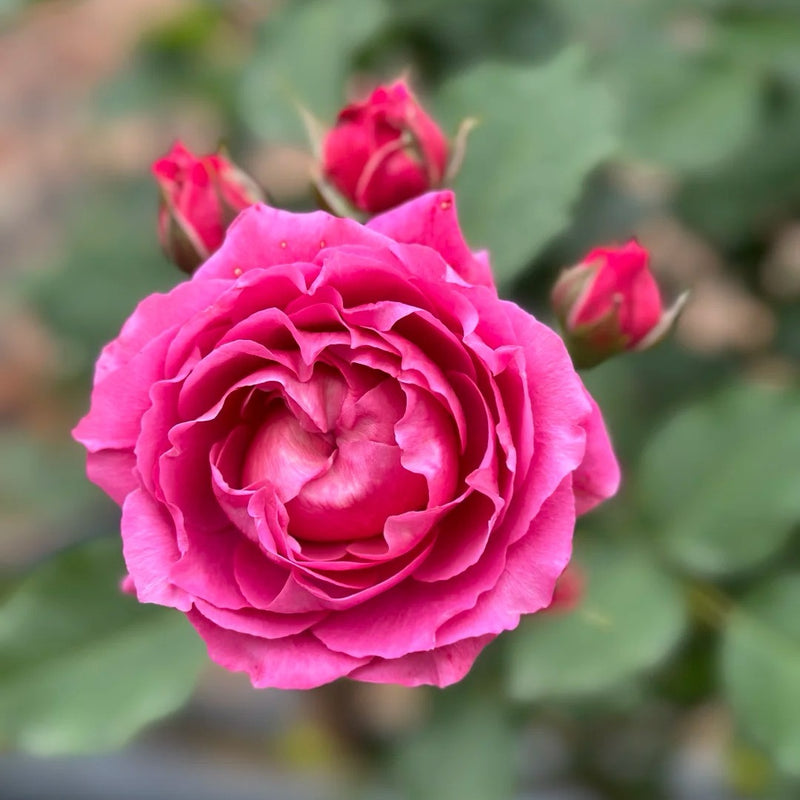 Julieta Cerise Rose