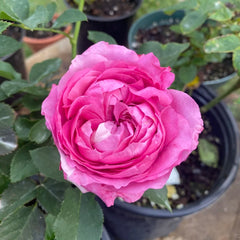 Julieta Cerise Rose
