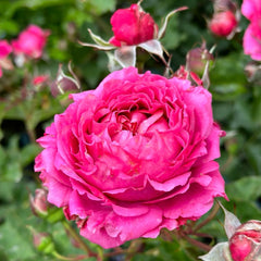 Julieta Cerise Rose