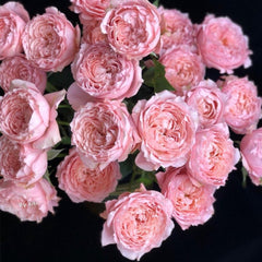 Julietta Rose Plant