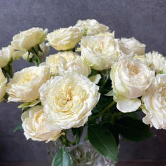 Julietta Cream Rose Plant