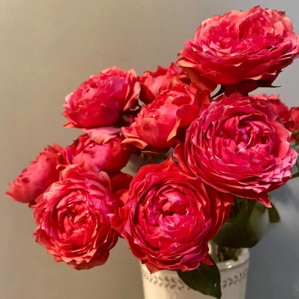 Julietta Raspberry Rose Plant|树莓茱莉塔 – Rose_Explosion