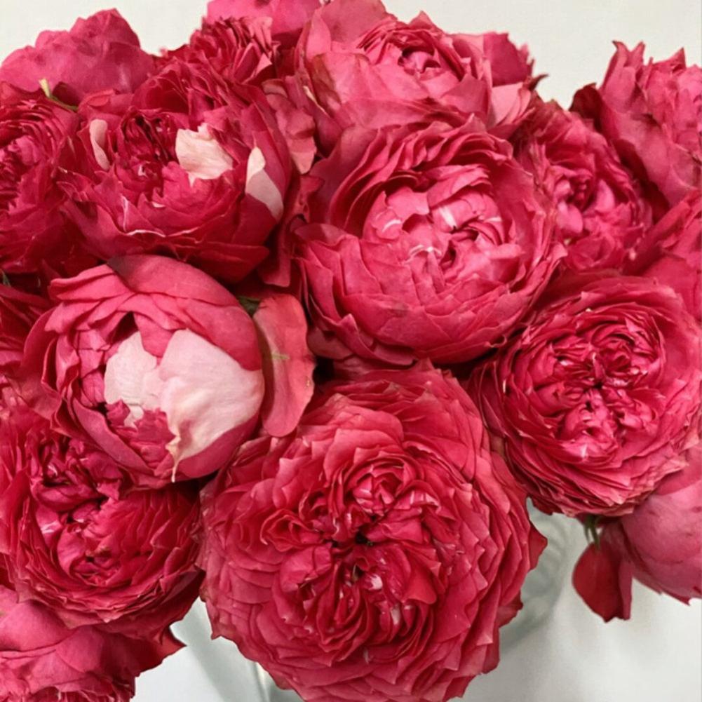 Raspberry Rugostar Rose Julietta Raspberry Rose Plant|树莓茱莉塔 – Rose_Explosion