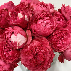 Julietta Raspberry Rose Plant|树莓茱莉塔 – Rose_Explosion