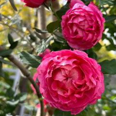 Julietta Cerise Rose Plant