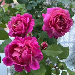 Julietta Cerise Rose Plant