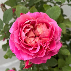 Julietta Cerise Rose Plant