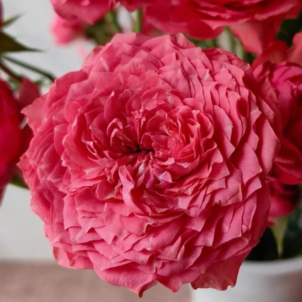 Julietta Raspberry Rose Plant|树莓茱莉塔 – Rose_Explosion