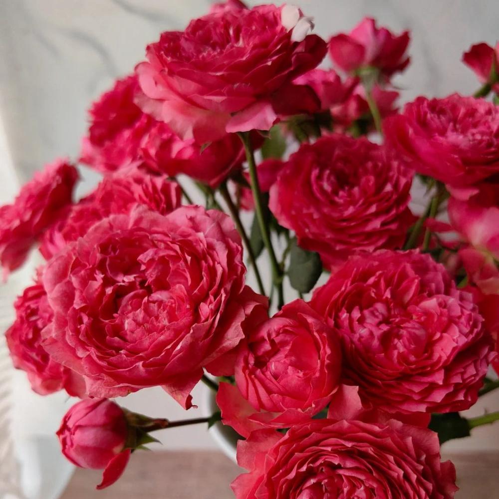 Rose Raspberry Embrace Julietta Raspberry Rose Plant|树莓茱莉塔 – Rose_Explosion