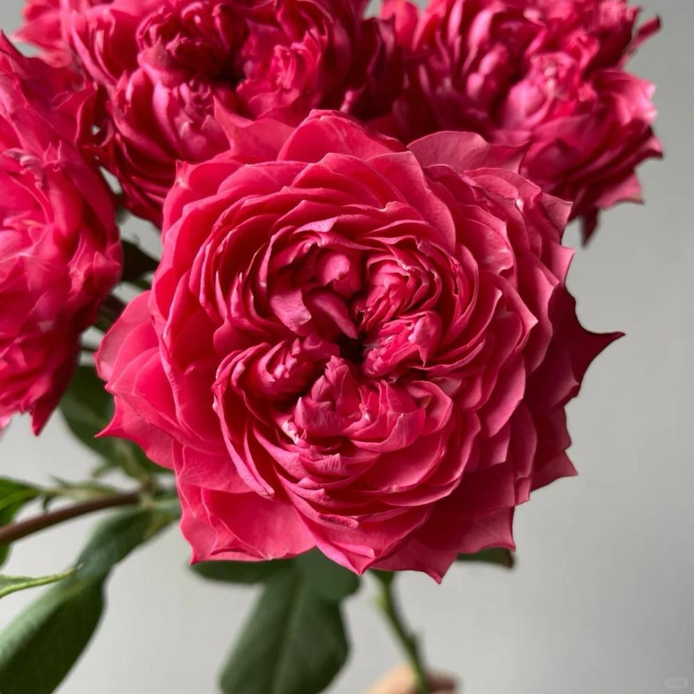 Julietta Raspberry Rose Plant|树莓茱莉塔 – Rose_Explosion