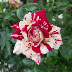 Julio Iglesias Rose