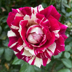 Julio Iglesias Rose