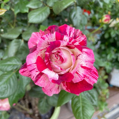 Julio Iglesias Rose