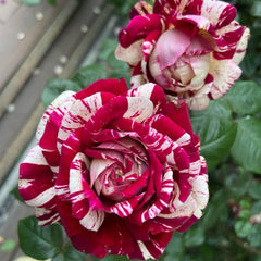 Julio Iglesias Rose