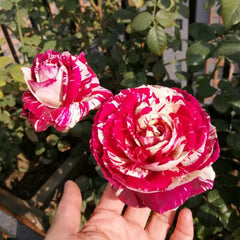 Julio Iglesias Rose
