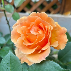 Just Joey Rose Plant|杰乔伊